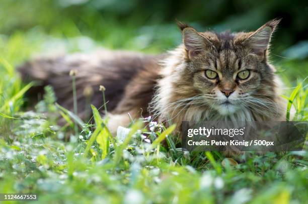 the cat - maine coon cat ストックフォトと画像