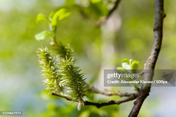 unusually blooming interesting plant with outgrowths in the form - alexander dorn stock-fotos und bilder