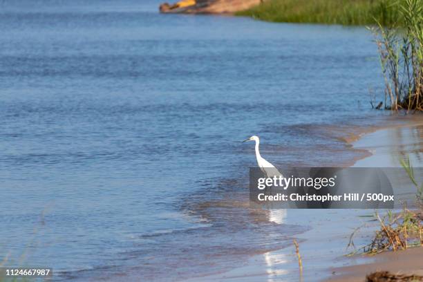 snowy egret from afar - ocean springs stock pictures, royalty-free photos & images