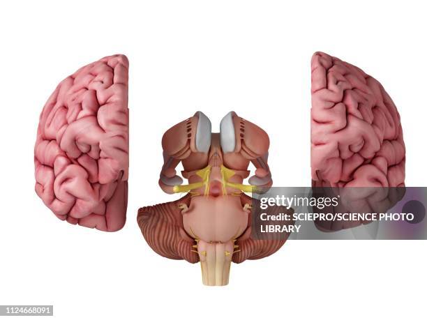 illustration of the brain anatomy - amygdala点のイラスト素材／クリップアート素材／マンガ素材／アイコン素材