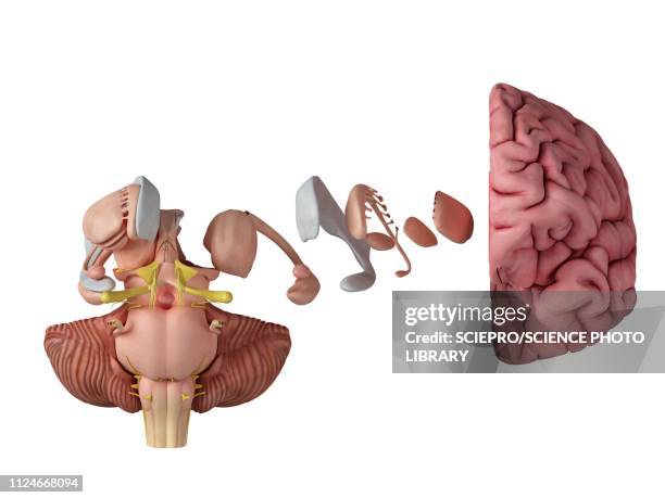 stockillustraties, clipart, cartoons en iconen met illustration of the brain anatomy - diencephalon