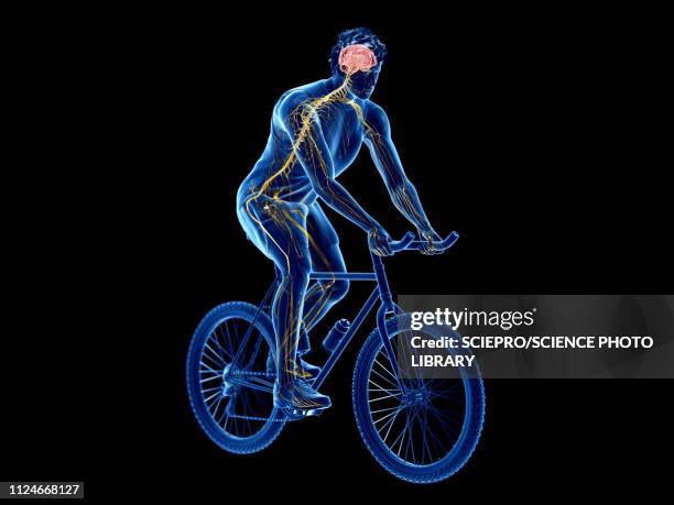 illustration of a cyclist's brain - brain workout stock-grafiken, -clipart, -cartoons und -symbole