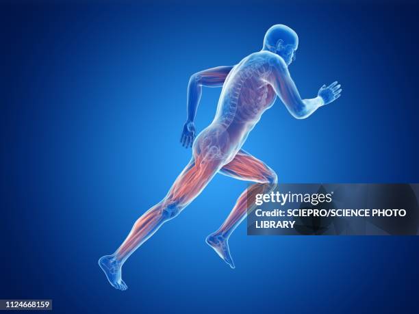 ilustrações de stock, clip art, desenhos animados e ícones de illustration of a jogger's muscles - musculado