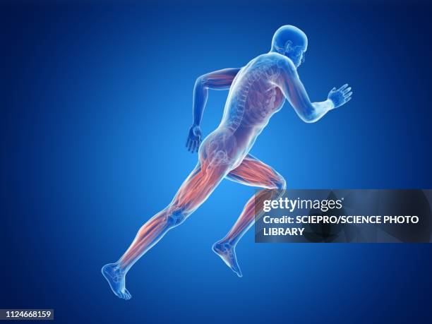 ilustrações de stock, clip art, desenhos animados e ícones de illustration of a jogger's muscles - músculo