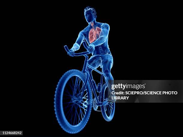 illustration of a cyclist's lung - wissenschaftliche bildtechnik stock-grafiken, -clipart, -cartoons und -symbole