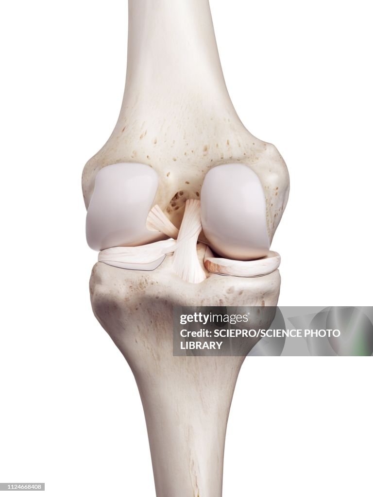 Illustration of the human knee