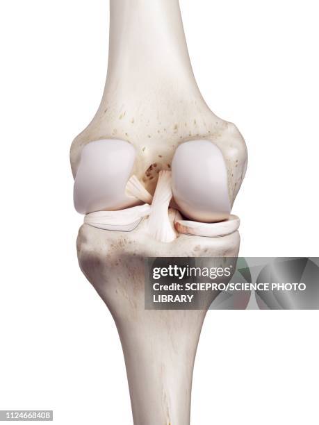 illustration of the human knee - anterior cruciate ligament stock illustrations