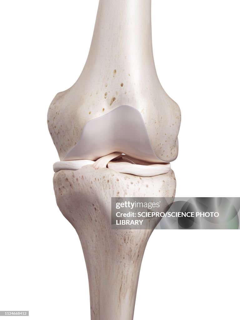 Illustration of the human knee