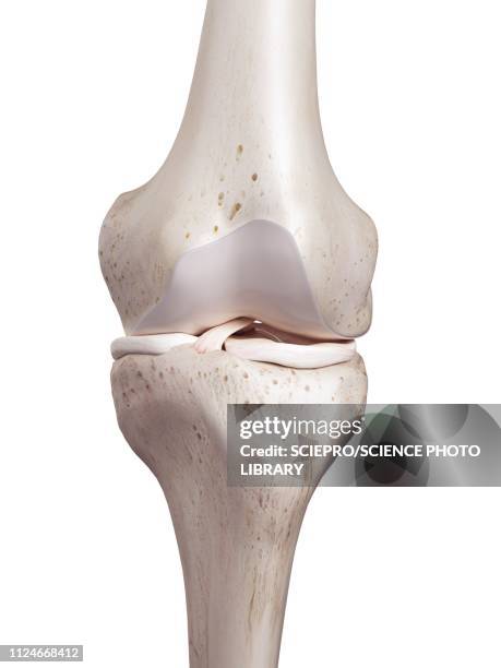 illustration of the human knee - anterior cruciate ligament stock illustrations