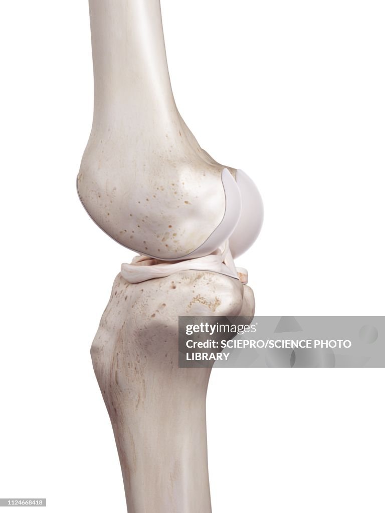 Illustration of the human knee