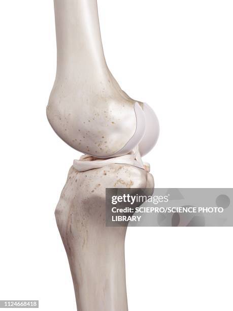 illustration of the human knee - anterior cruciate ligament stock illustrations