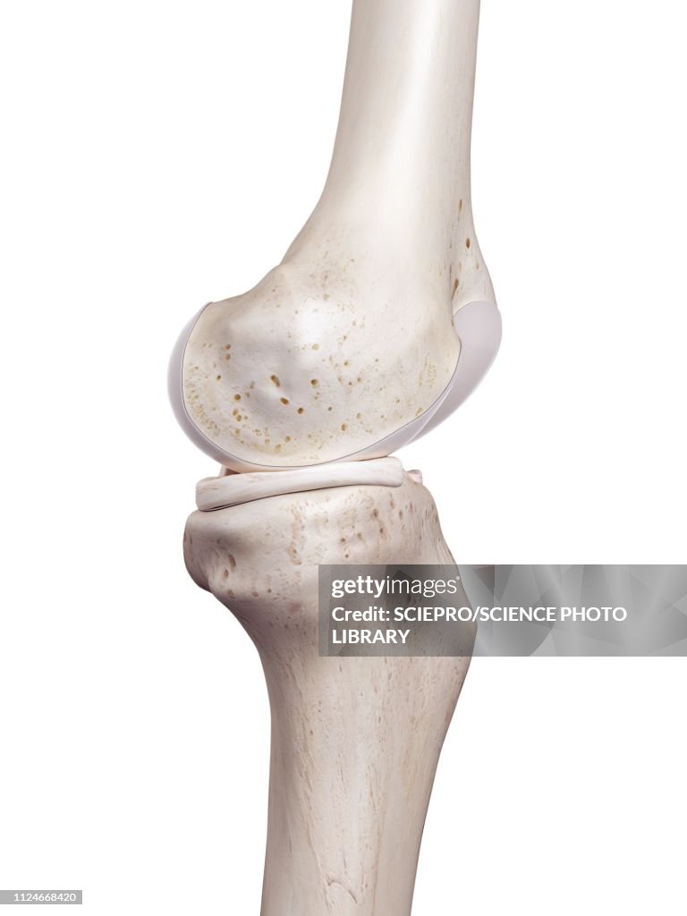 Illustration of the human knee