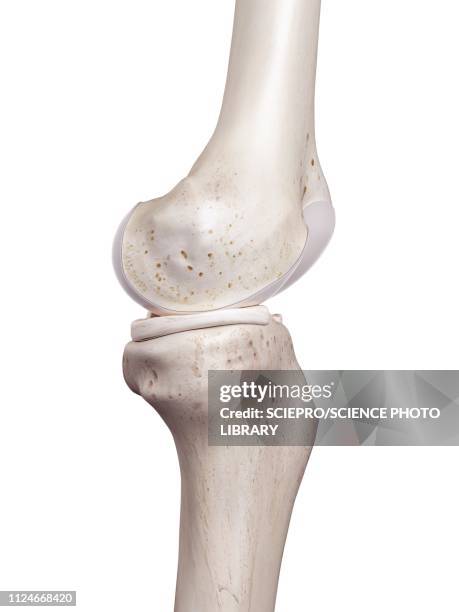 illustration of the human knee - anterior cruciate ligament stock illustrations