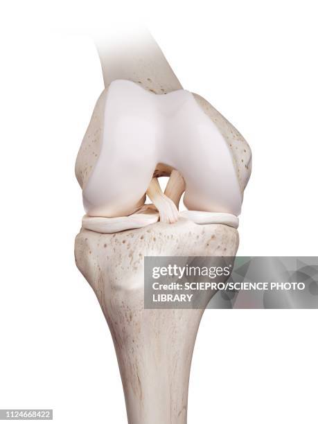 illustration of the human knee - acl knee stock illustrations