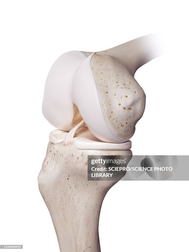 Illustration of the human knee