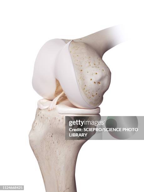 illustration of the human knee - anterior cruciate ligament stock illustrations