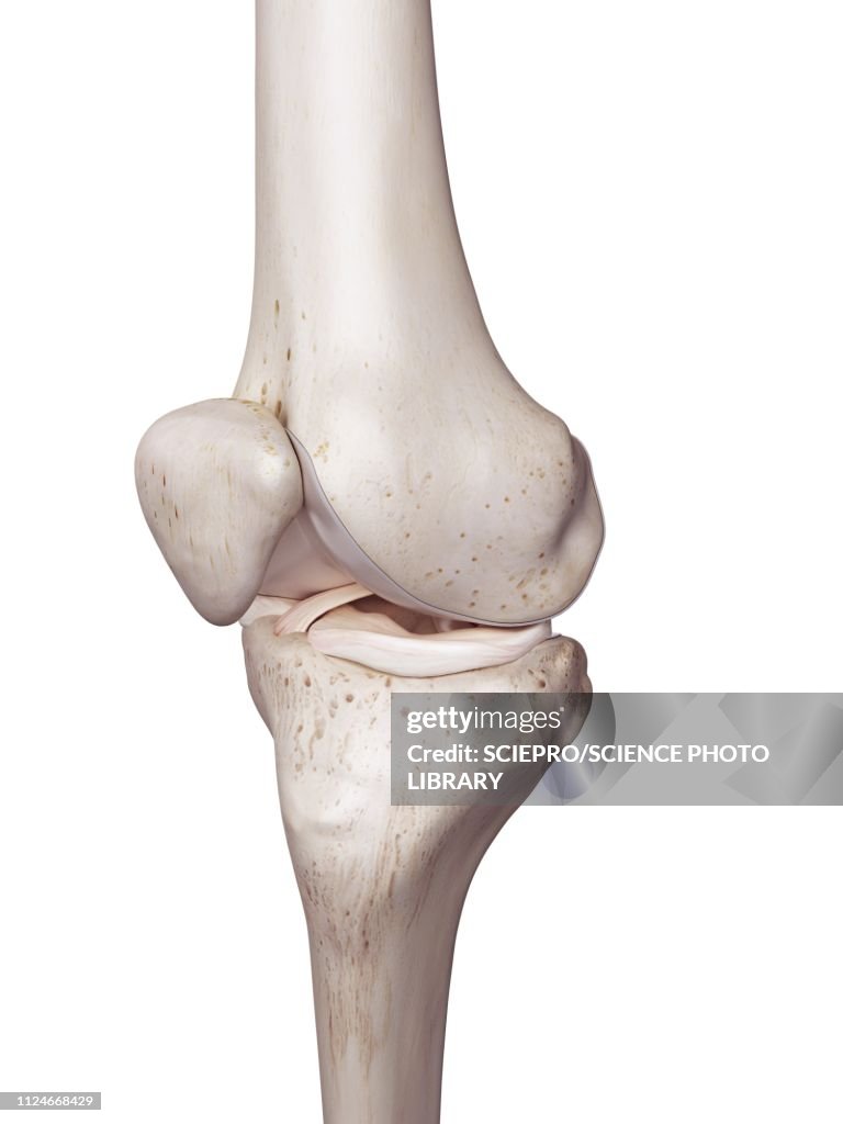 Illustration of the human knee
