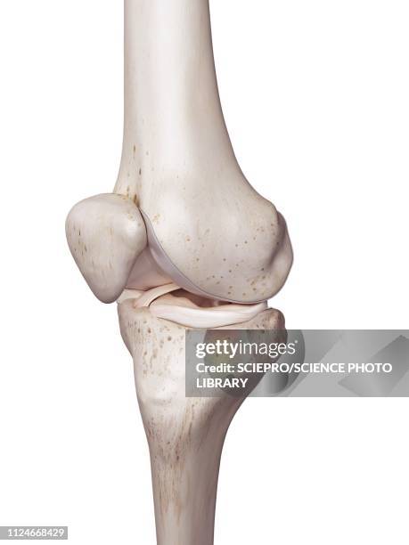 illustration of the human knee - anterior cruciate ligament stock illustrations