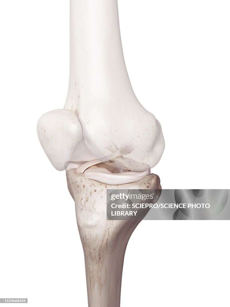 Illustration of the human knee