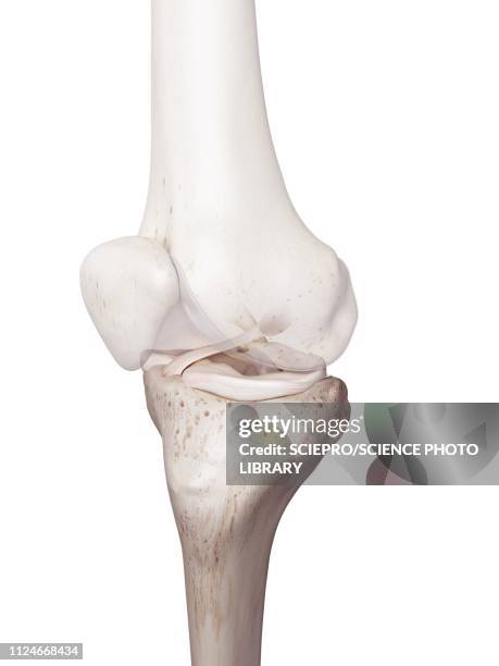 illustration of the human knee - anterior cruciate ligament stock illustrations
