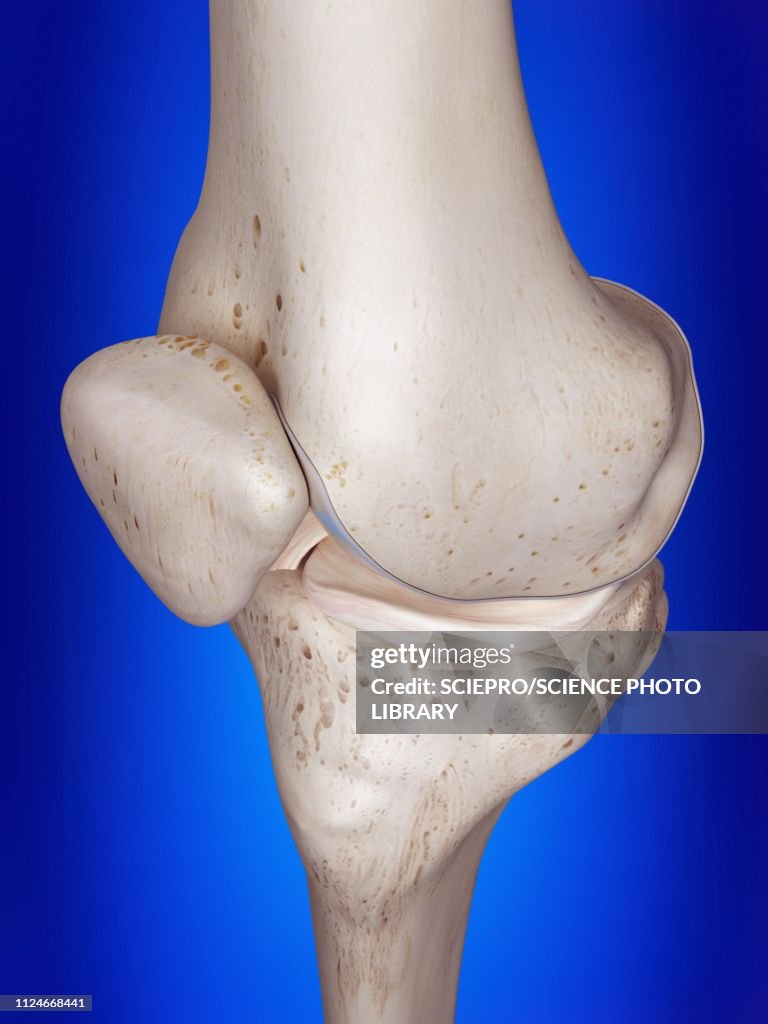 Illustration of the knee
