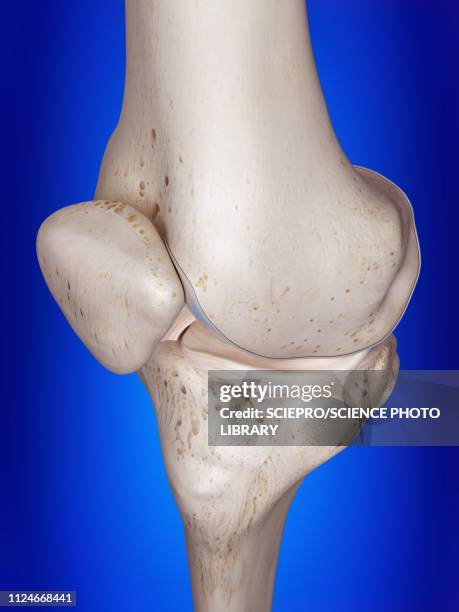illustration of the knee - anterior cruciate ligament stock illustrations