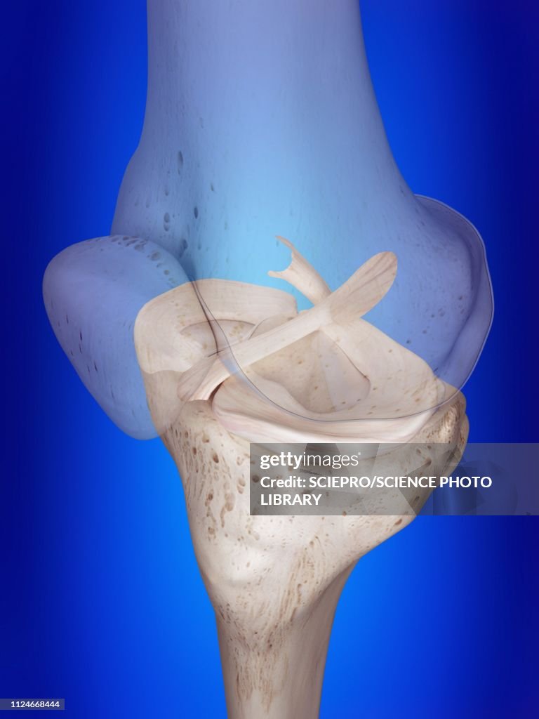 Illustration of the knee ligaments