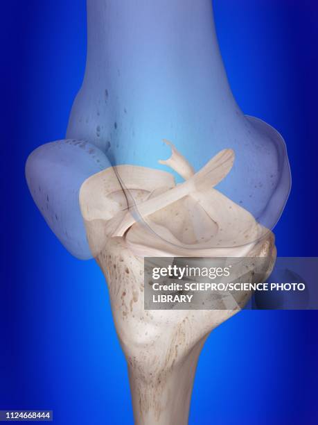 illustration of the knee ligaments - anterior cruciate ligament stock illustrations