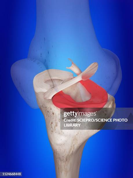 illustration of the lateral meniscus - meniscus stock illustrations