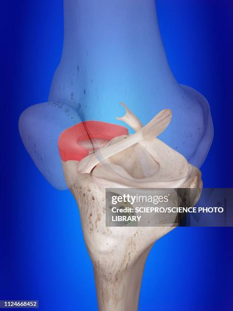 illustration of the medial meniscus - anterior cruciate ligament stock illustrations