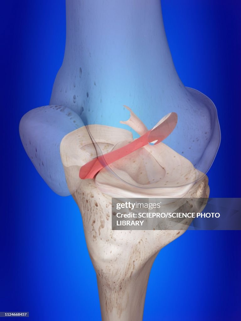 Illustration of the anterior cruciate ligament