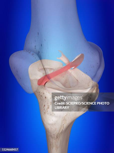 illustration of the anterior cruciate ligament - anterior cruciate ligament stock illustrations