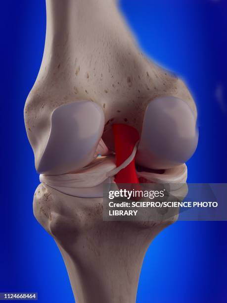 illustration of the posterior cruciate ligament - anterior cruciate ligament stock illustrations