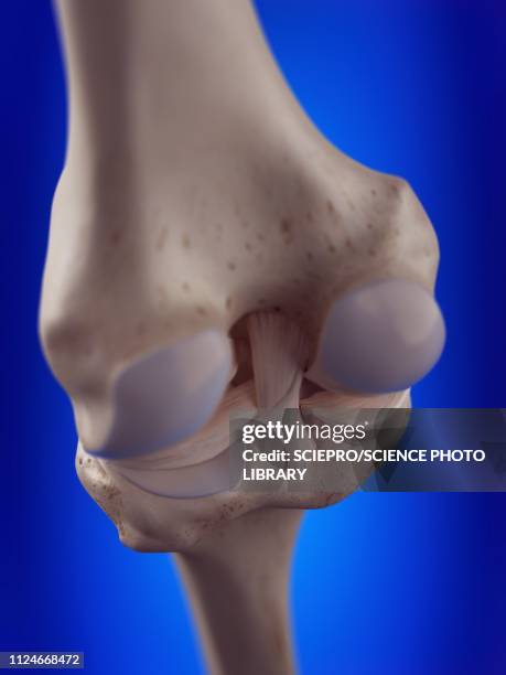 illustration of the knee ligaments - anterior cruciate ligament stock illustrations