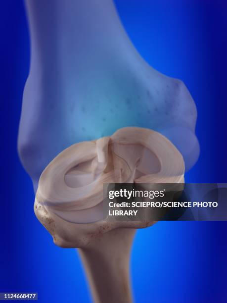illustration of the knee menisci - anterior cruciate ligament stock illustrations
