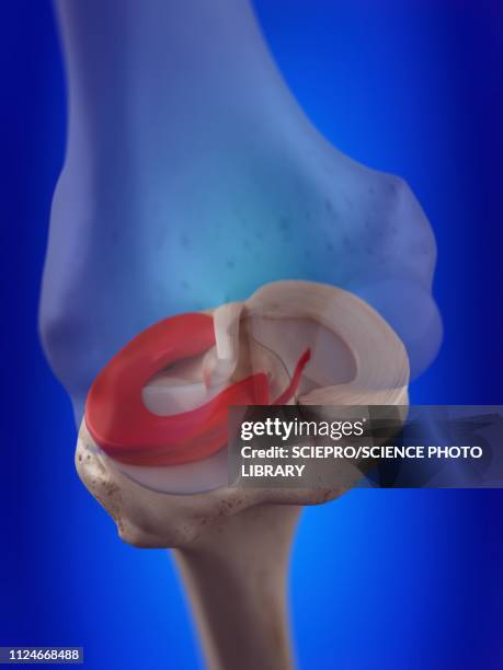 illustration of the lateral meniscus - anterior cruciate ligament stock illustrations