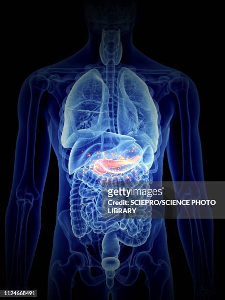 illustration of pancreas producing hormones - insulin stock illustrations