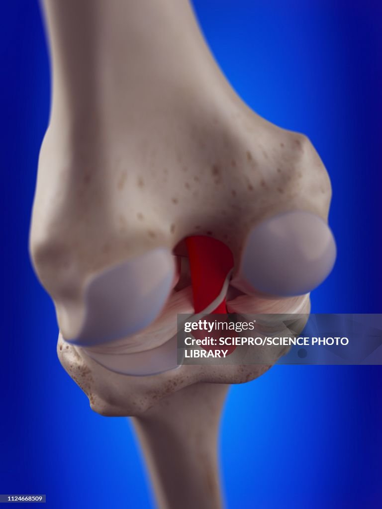 Illustration of the posterior cruciate ligament