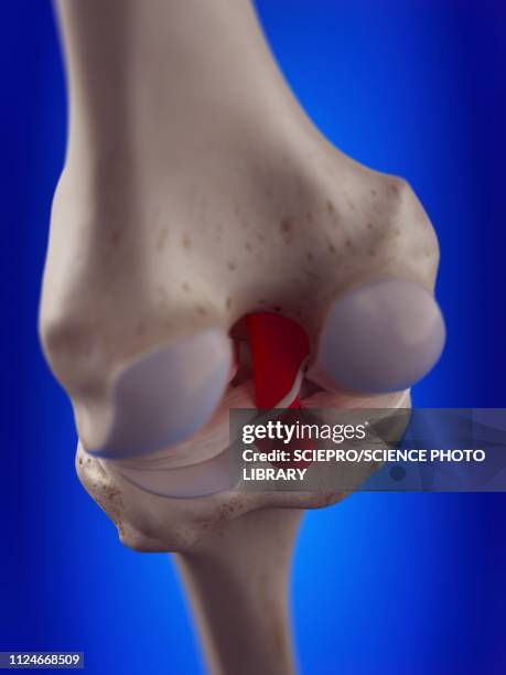 illustration of the posterior cruciate ligament - anterior cruciate ligament stock illustrations