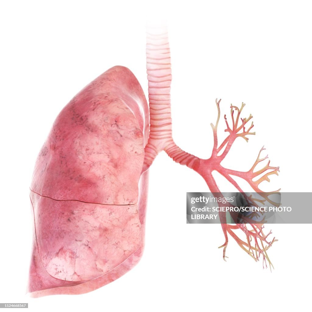 Illustration of the lung and bronchi