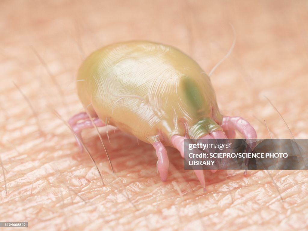 Illustration of a dust mite