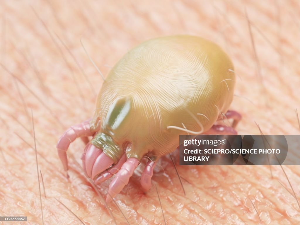 Illustration of a dust mite