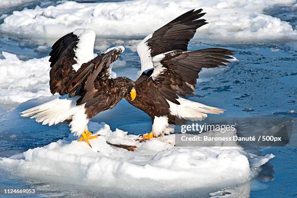 eagels engaged - drake passage stock-fotos und bilder