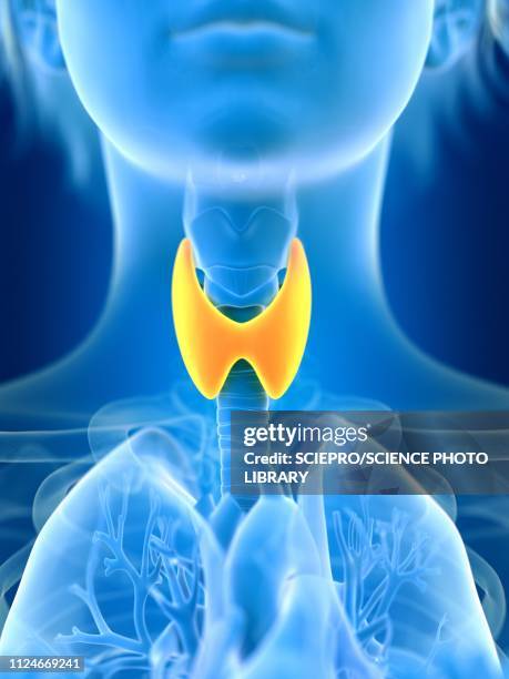 illustration of female thyroid gland - thyroid stock illustrations