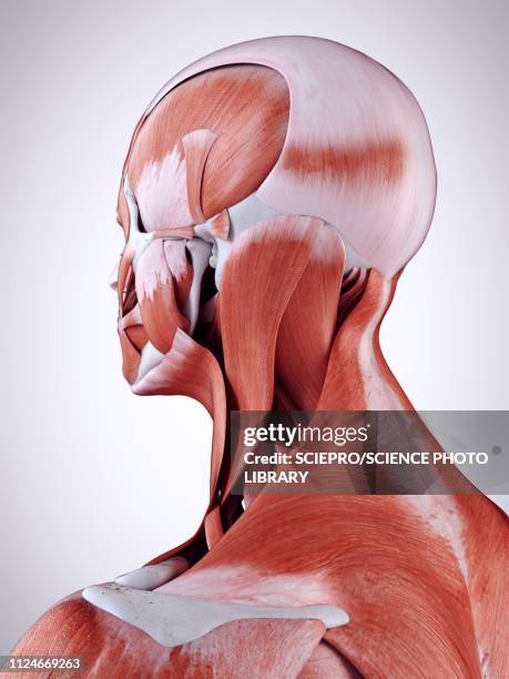 Neck Ropes Muscle Neck Muscles Anatomy High Res Illustrations - Getty Images