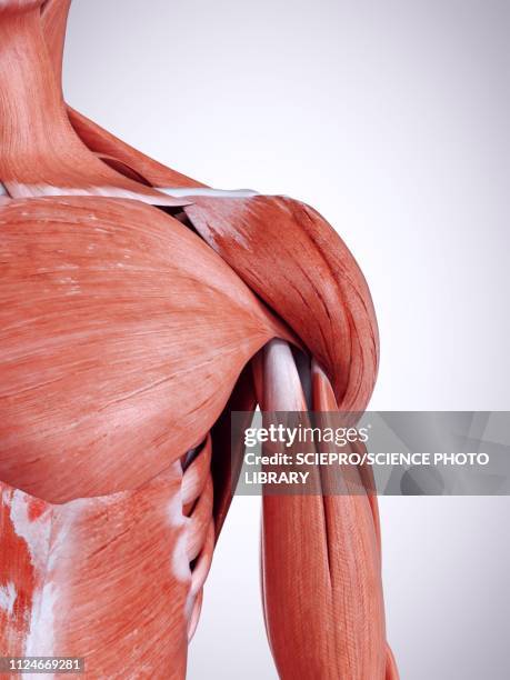 Shoulder Stack 6,351 Anatomy Of Shoulder Stock Photos, High-Res Pictures, and Images ...