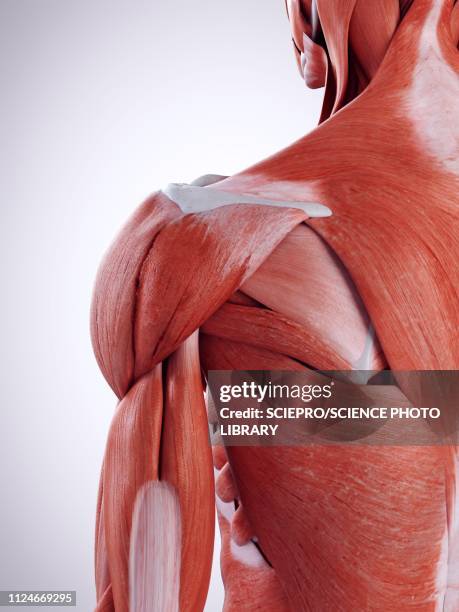 illustration of the shoulder muscles - shoulder anatomy stock illustrations