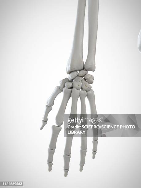 illustrazioni stock, clip art, cartoni animati e icone di tendenza di illustration of the skeletal hand - osso humano