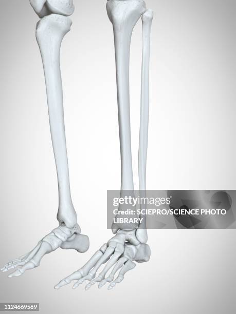 illustration of the lower leg and foot bones - physik stock illustrations