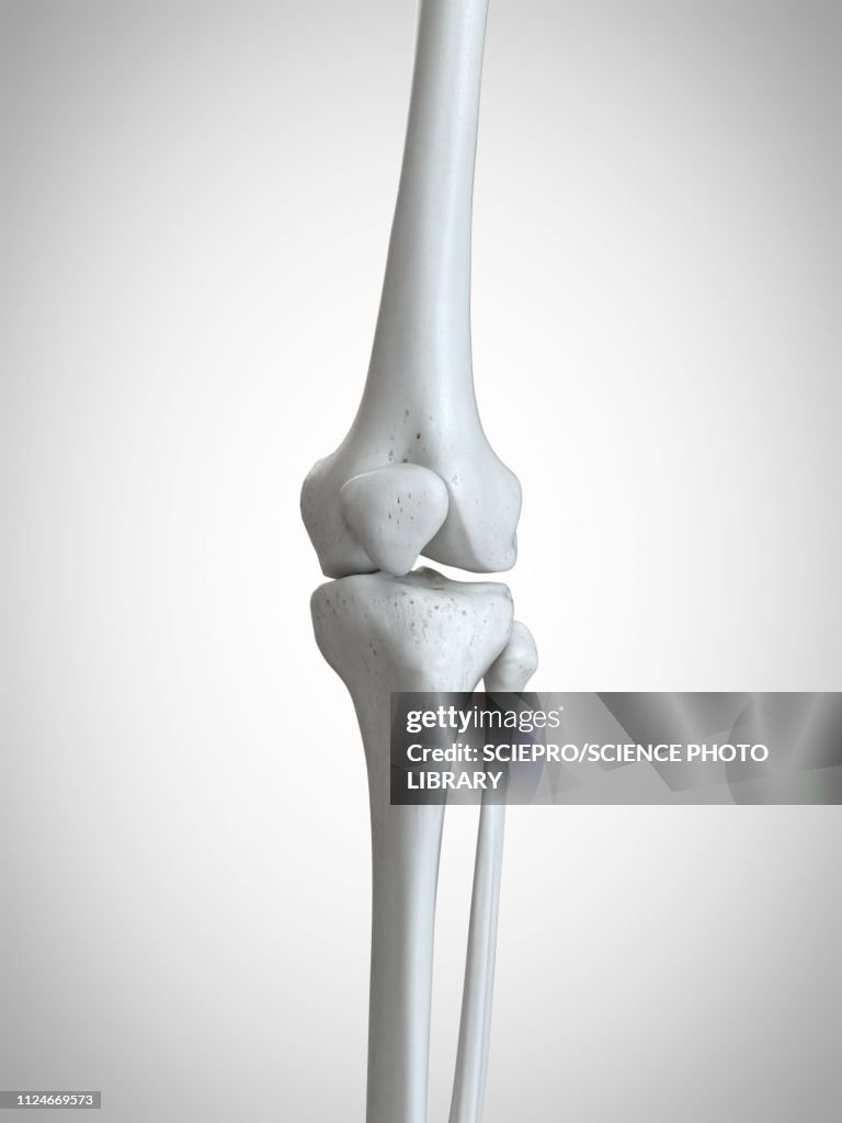 Illustration of the skeletal knee
